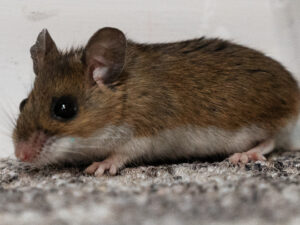 The Vermin Lurking Around Your Home: The Unseen Dangers of DIY Rodent Removal