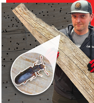 A1 Portland Bed Bug Exterminator