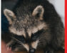 T&C_Website_Graphics_Raccoons_FeatureImage