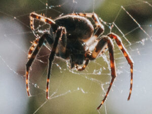 Keep Bugs Out: Essential Summer Pest Prevention Guide
