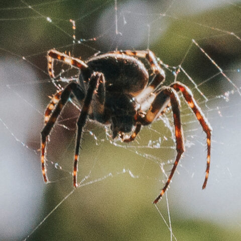 T&C_Website_Graphics_Spiders_540x540