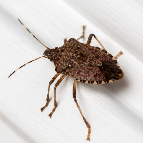 T&C_Website_Graphics_Stink_Bugs_540x540