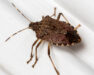 T&C_Website_Graphics_Stink_Bugs_540x540