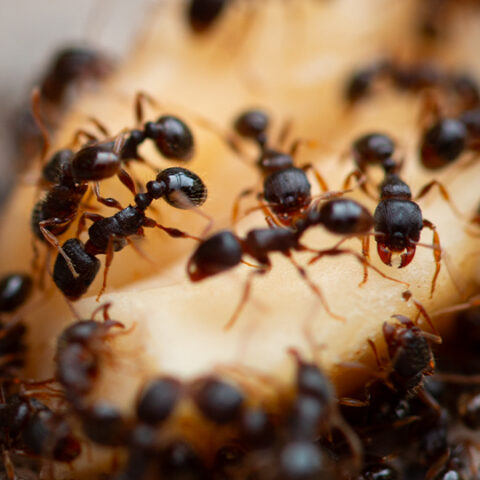 T&C_Website_Graphics_Sweet_Ants_540x540