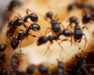 T&C_Website_Graphics_Sweet_Ants_540x540