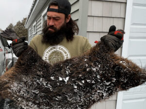 Questions to Ask Your Rochester Wildlife Control Partner