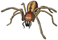 Yellow Sac Spider