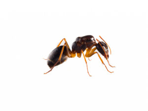 Common Ant Species in and Around Homes