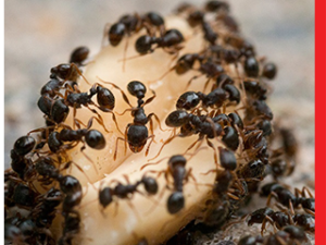The Complete Guide to Ant-Free Living with Town and Country Pest Solutions