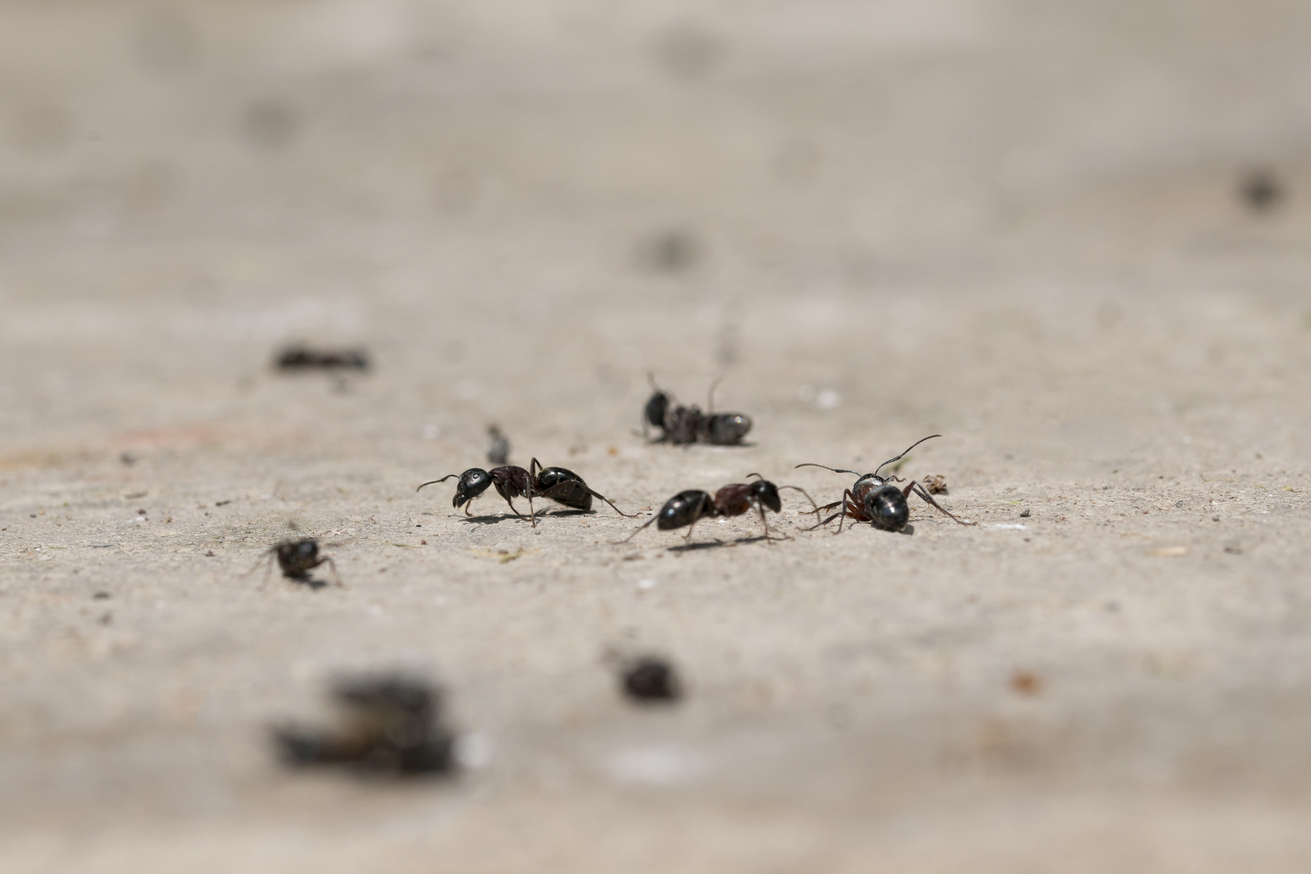 carpenter ant infestation