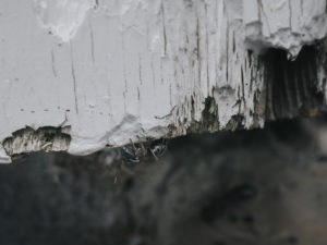 Carpenter Ant Swarms