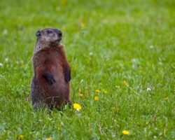 groundhog, groundhogs, woodchuck, woodchucks, town and country, town and country pest solutions, pest, pests, rochester, syracuse, buffalo, rochester ny, syracuse ny, buffalo ny, new york, western ny, rochester exterminators, syracuse exterminators, buffalo exterminators, bed bugs, fabry, matt fabry, extermination, hire the pros, friendly, trustworthy