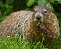 groundhog, groundhogs, woodchuck, woodchucks, town and country, town and country pest solutions, pest, pests, rochester, syracuse, buffalo, rochester ny, syracuse ny, buffalo ny, new york, western ny, rochester exterminators, syracuse exterminators, buffalo exterminators, bed bugs, fabry, matt fabry, extermination, hire the pros, friendly, trustworthy