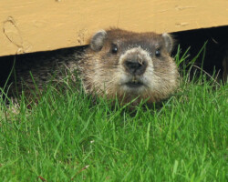 Marmota monax
Marmotte commune d'AmÈrique -- Groundhog groundhog, groundhogs, woodchuck, woodchucks, town and country, town and country pest solutions, pest, pests, rochester, syracuse, buffalo, rochester ny, syracuse ny, buffalo ny, new york, western ny, rochester exterminators, syracuse exterminators, buffalo exterminators, bed bugs, fabry, matt fabry, extermination, hire the pros, friendly, trustworthy