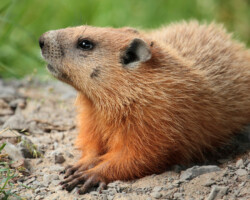 groundhog, groundhogs, woodchuck, woodchucks, town and country, town and country pest solutions, pest, pests, rochester, syracuse, buffalo, rochester ny, syracuse ny, buffalo ny, new york, western ny, rochester exterminators, syracuse exterminators, buffalo exterminators, bed bugs, fabry, matt fabry, extermination, hire the pros, friendly, trustworthy