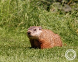 "I love the smell of fresh-cut grass" groundhog, groundhogs, woodchuck, woodchucks, town and country, town and country pest solutions, pest, pests, rochester, syracuse, buffalo, rochester ny, syracuse ny, buffalo ny, new york, western ny, rochester exterminators, syracuse exterminators, buffalo exterminators, bed bugs, fabry, matt fabry, extermination, hire the pros, friendly, trustworthy