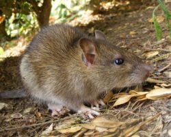 rat, rats, town and country, town and country pest solutions, pest, pests, rochester, syracuse, buffalo, rochester ny, syracuse ny, buffalo ny, new york, western ny, rochester exterminators, syracuse exterminators, buffalo exterminators, bed bugs, fabry, matt fabry, extermination, hire the pros, friendly, trustworthy