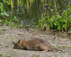 rat, rats, town and country, town and country pest solutions, pest, pests, rochester, syracuse, buffalo, rochester ny, syracuse ny, buffalo ny, new york, western ny, rochester exterminators, syracuse exterminators, buffalo exterminators, bed bugs, fabry, matt fabry, extermination, hire the pros, friendly, trustworthy