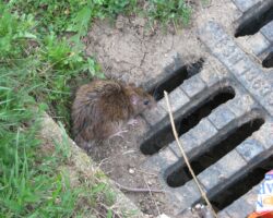 rat, rats, town and country, town and country pest solutions, pest, pests, rochester, syracuse, buffalo, rochester ny, syracuse ny, buffalo ny, new york, western ny, rochester exterminators, syracuse exterminators, buffalo exterminators, bed bugs, fabry, matt fabry, extermination, hire the pros, friendly, trustworthy