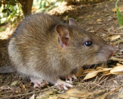 rat, rats, town and country, town and country pest solutions, pest, pests, rochester, syracuse, buffalo, rochester ny, syracuse ny, buffalo ny, new york, western ny, rochester exterminators, syracuse exterminators, buffalo exterminators, bed bugs, fabry, matt fabry, extermination, hire the pros, friendly, trustworthy