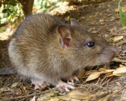 rat, rats, town and country, town and country pest solutions, pest, pests, rochester, syracuse, buffalo, rochester ny, syracuse ny, buffalo ny, new york, western ny, rochester exterminators, syracuse exterminators, buffalo exterminators, bed bugs, fabry, matt fabry, extermination, hire the pros, friendly, trustworthy