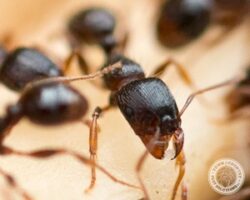 Look at those pinchers sweet ants, sweet ant, town and country, town and country pest solutions, pest, pests, rochester, syracuse, buffalo, rochester ny, syracuse ny, buffalo ny, new york, western ny, rochester exterminators, syracuse exterminators, buffalo exterminators, bed bugs, fabry, matt fabry, extermination, hire the pros, friendly, trustworthy