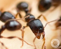 Look at those pinchers sweet ants, sweet ant, town and country, town and country pest solutions, pest, pests, rochester, syracuse, buffalo, rochester ny, syracuse ny, buffalo ny, new york, western ny, rochester exterminators, syracuse exterminators, buffalo exterminators, bed bugs, fabry, matt fabry, extermination, hire the pros, friendly, trustworthy