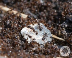 "How are we going to get this back to the colony?" sweet ants, sweet ant, town and country, town and country pest solutions, pest, pests, rochester, syracuse, buffalo, rochester ny, syracuse ny, buffalo ny, new york, western ny, rochester exterminators, syracuse exterminators, buffalo exterminators, bed bugs, fabry, matt fabry, extermination, hire the pros, friendly, trustworthy