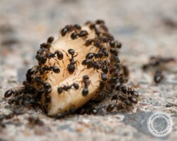 Nadia dropped a banana sweet ants, sweet ant, town and country, town and country pest solutions, pest, pests, rochester, syracuse, buffalo, rochester ny, syracuse ny, buffalo ny, new york, western ny, rochester exterminators, syracuse exterminators, buffalo exterminators, bed bugs, fabry, matt fabry, extermination, hire the pros, friendly, trustworthy