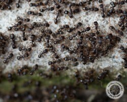 "That green stuff doesn't taste so good." sweet ants, sweet ant, town and country, town and country pest solutions, pest, pests, rochester, syracuse, buffalo, rochester ny, syracuse ny, buffalo ny, new york, western ny, rochester exterminators, syracuse exterminators, buffalo exterminators, bed bugs, fabry, matt fabry, extermination, hire the pros, friendly, trustworthy