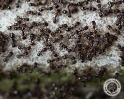 "That green stuff doesn't taste so good." sweet ants, sweet ant, town and country, town and country pest solutions, pest, pests, rochester, syracuse, buffalo, rochester ny, syracuse ny, buffalo ny, new york, western ny, rochester exterminators, syracuse exterminators, buffalo exterminators, bed bugs, fabry, matt fabry, extermination, hire the pros, friendly, trustworthy