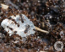 "Is this a diamond?" sweet ants, sweet ant, town and country, town and country pest solutions, pest, pests, rochester, syracuse, buffalo, rochester ny, syracuse ny, buffalo ny, new york, western ny, rochester exterminators, syracuse exterminators, buffalo exterminators, bed bugs, fabry, matt fabry, extermination, hire the pros, friendly, trustworthy