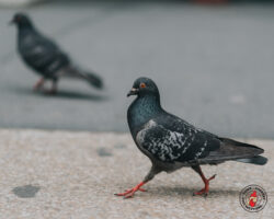 We Fear Nothing But God