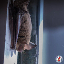 Just hanging around bat, flying rat, town and country, town and country pest solutions, pest, pests, rochester, syracuse, buffalo, rochester ny, syracuse ny, buffalo ny, new york, western ny, rochester exterminators, syracuse exterminators, buffalo exterminators, bed bugs, fabry, matt fabry, extermination, hire the pros, friendly, trustworthy
