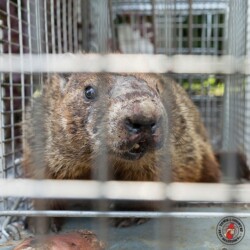 "Where am I?" groundhog, groundhogs, woodchuck, woodchucks, town and country, town and country pest solutions, pest, pests, rochester, syracuse, buffalo, rochester ny, syracuse ny, buffalo ny, new york, western ny, rochester exterminators, syracuse exterminators, buffalo exterminators, bed bugs, fabry, matt fabry, extermination, hire the pros, friendly, trustworthy