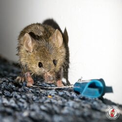 "Can't a guy get some privacy?" Rochester Mouse Control Company