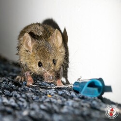 "Can't a guy get some privacy?" Rochester Mouse Control Company