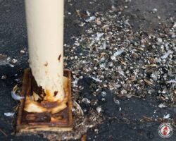 Sorry for this graphic image, but people need to see the repercussions of living with the birds pigeon, pigeons, bird, birds, town and country, town and country pest solutions, pest, pests, rochester, syracuse, buffalo, rochester ny, syracuse ny, buffalo ny, new york, western ny, rochester exterminators, syracuse exterminators, buffalo exterminators, bed bugs, fabry, matt fabry, extermination, hire the pros, friendly, trustworthy