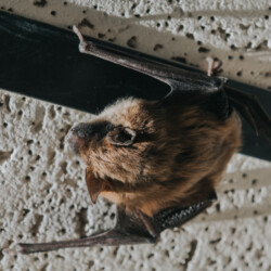 "Hanging by a foot." bat service thumbnail