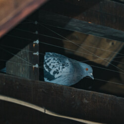 A stool pigeon. pigeon, pigeons, bird, birds, town and country, town and country pest solutions, pest, pests, rochester, syracuse, buffalo, rochester ny, syracuse ny, buffalo ny, new york, western ny, rochester exterminators, syracuse exterminators, buffalo exterminators, bed bugs, fabry, matt fabry, extermination, hire the pros, friendly, trustworthy