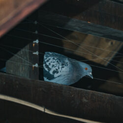 A stool pigeon. pigeon, pigeons, bird, birds, town and country, town and country pest solutions, pest, pests, rochester, syracuse, buffalo, rochester ny, syracuse ny, buffalo ny, new york, western ny, rochester exterminators, syracuse exterminators, buffalo exterminators, bed bugs, fabry, matt fabry, extermination, hire the pros, friendly, trustworthy