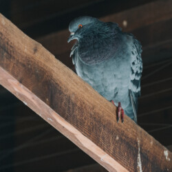 "That's not my poop." pigeon, pigeons, bird, birds, town and country, town and country pest solutions, pest, pests, rochester, syracuse, buffalo, rochester ny, syracuse ny, buffalo ny, new york, western ny, rochester exterminators, syracuse exterminators, buffalo exterminators, bed bugs, fabry, matt fabry, extermination, hire the pros, friendly, trustworthy