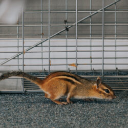 Trapping for a chipmunk inside someone's home Service Chipmunk Gallery