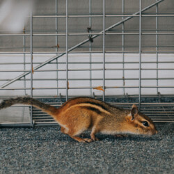 Trapping for a chipmunk inside someone's home Service Chipmunk Gallery