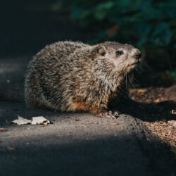 "I love eating dandelions. Don't you?" A photo of a groundhog representing our Groundhog Service