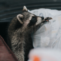If you don't like trash pandas hanging around your dump, call Town & Country A thumbnail of a raccoon for our Raccoon Service Page