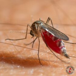 "Stuffed!" mosquito, mosquitos, mosquitoes, town and country, town and country pest solutions, pest, pests, rochester, syracuse, buffalo, rochester ny, syracuse ny, buffalo ny, new york, western ny, rochester exterminators, syracuse exterminators, buffalo exterminators, bed bugs, fabry, matt fabry, extermination, hire the pros, friendly, trustworthy