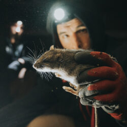 Gotcha! Rat Service Gallery