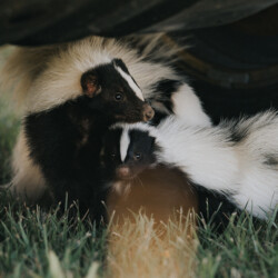 "Stop crowding everyone." A thumbnail of a skunk for our skunk Service Page