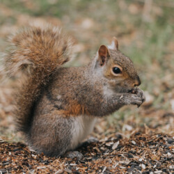 "You're squirrely!" A thumbnail of a squirrel for our Squirrel Service Page